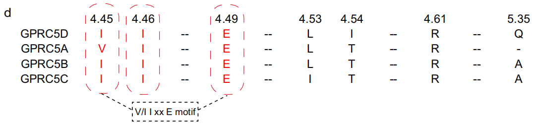 文献分享：GPRC5D抗体与GPRC5D同源二聚体结合机制